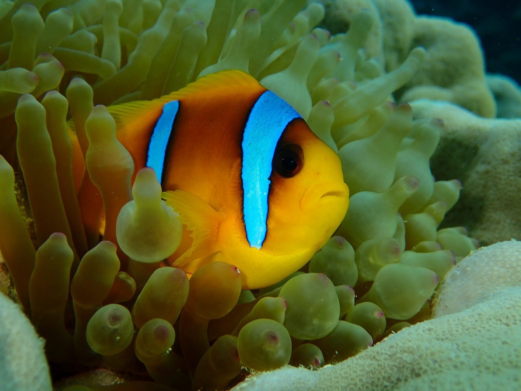 Red Sea anemonefish sheltering in its anemone