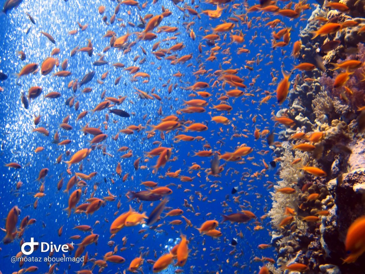 Cloud of orange anthias above a Red Sea coral reef