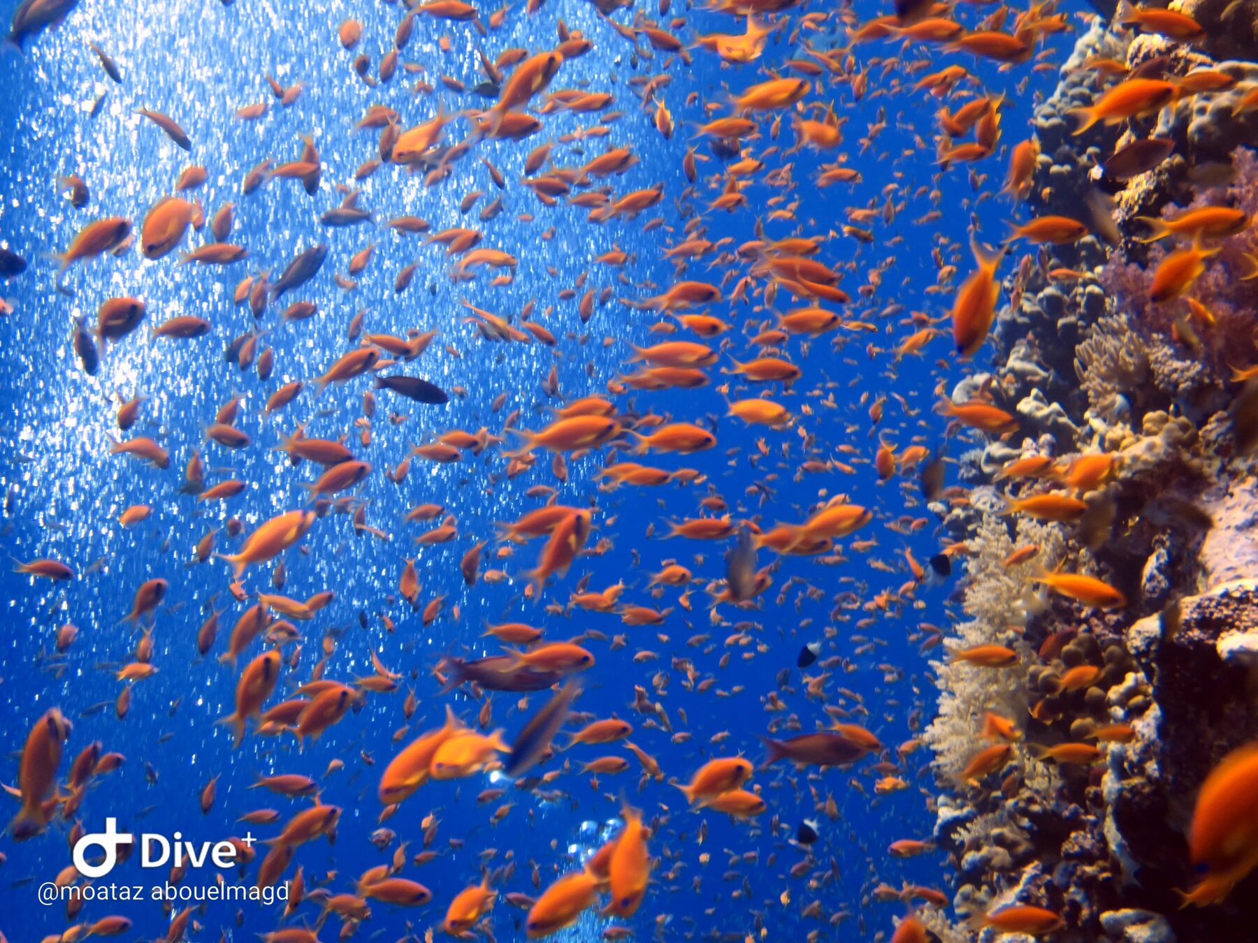 Cloud of anthias fish over a coral reef