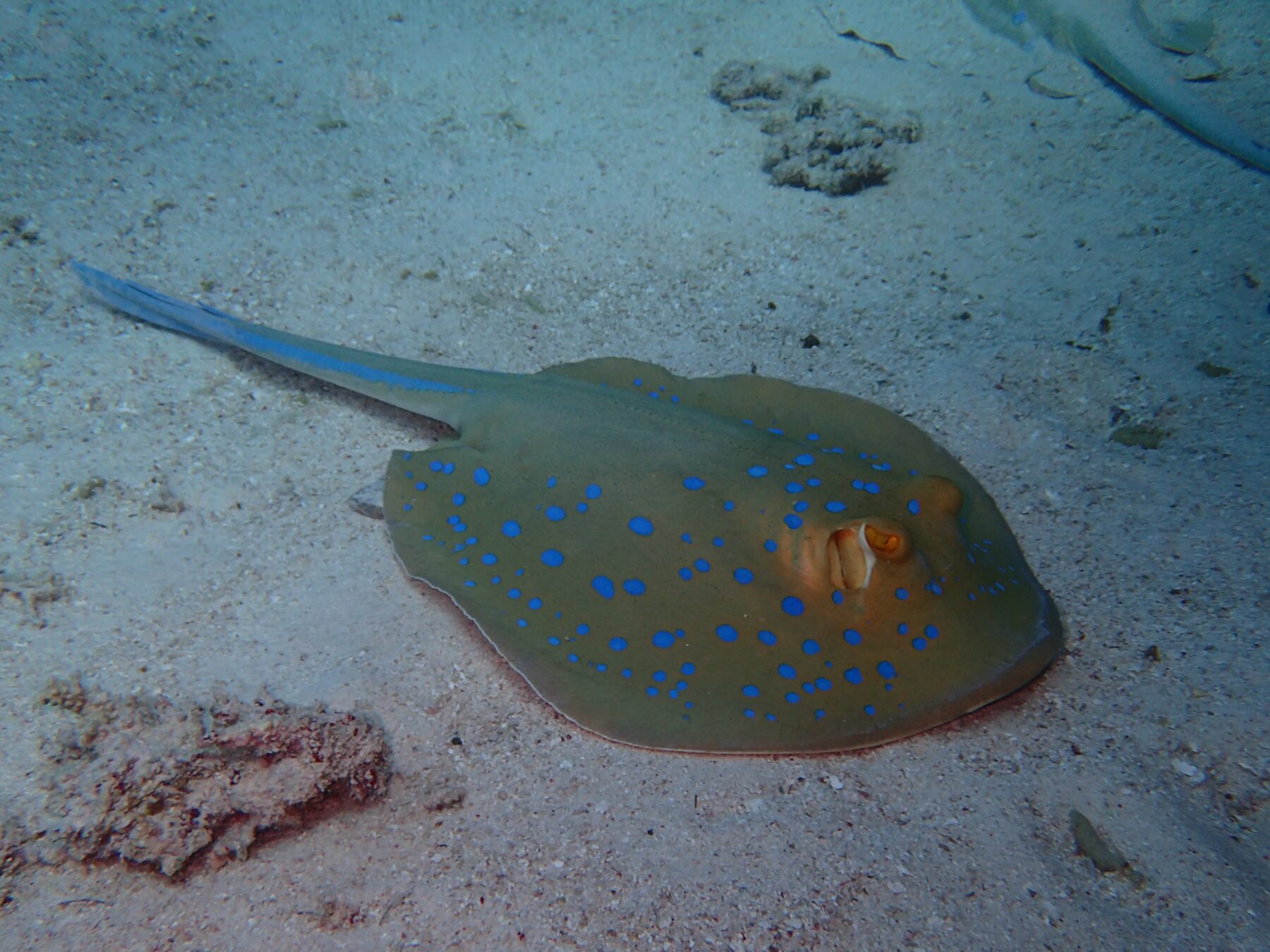 Blue-spotted stingray resting on the sandy seabed