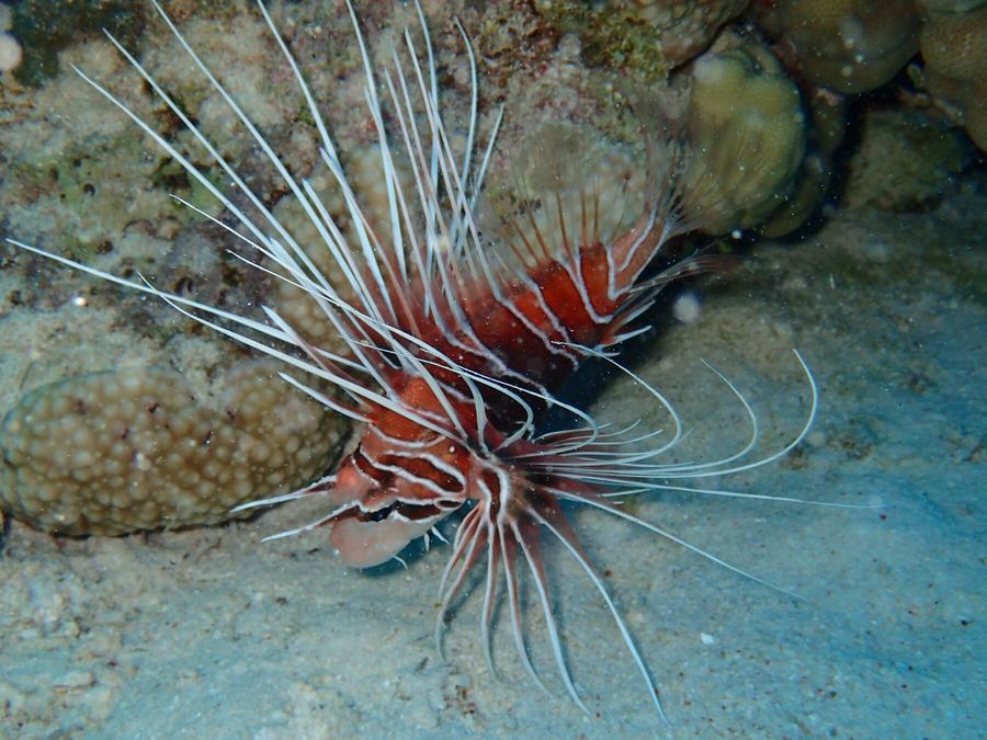 Clearfin lionfish hunting over the coral at dusk