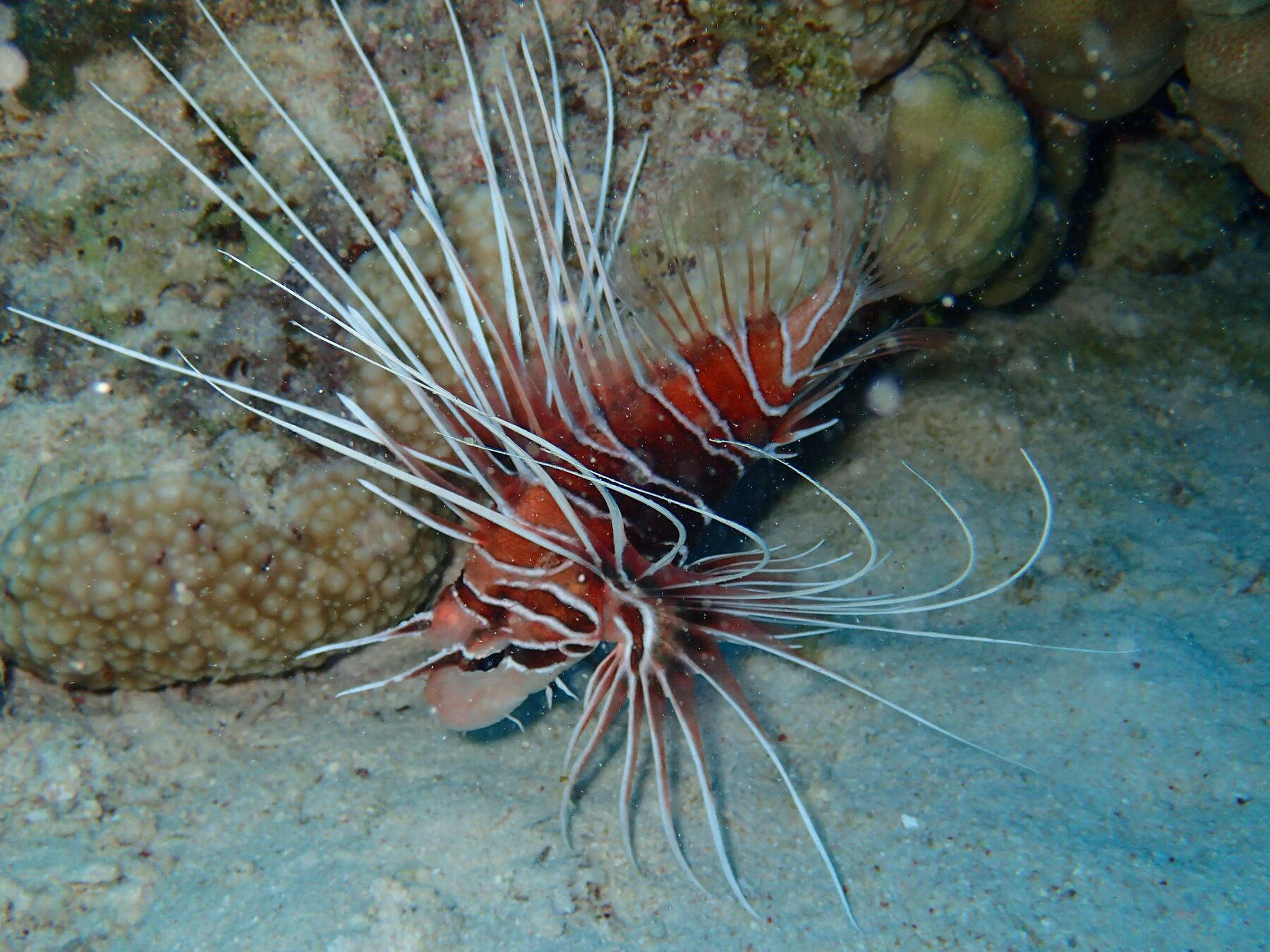 Clearfin lionfish hunting among the coral