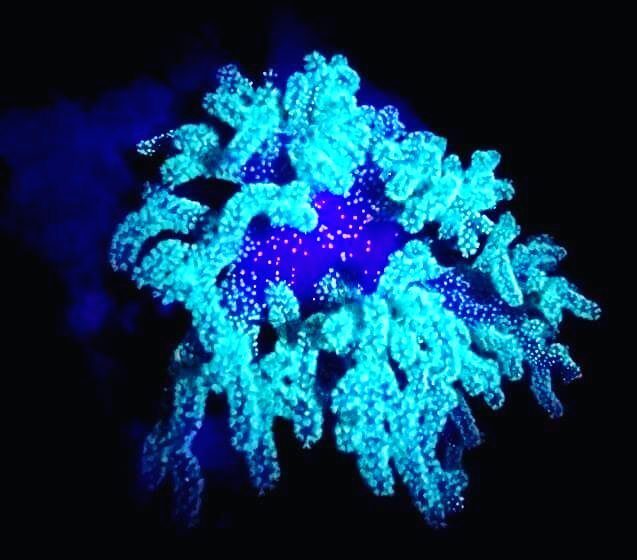 Fluorescent coral glowing on a night dive