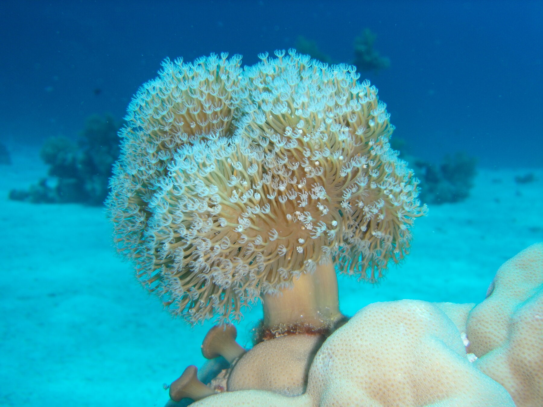 Soft coral polyps open and feeding