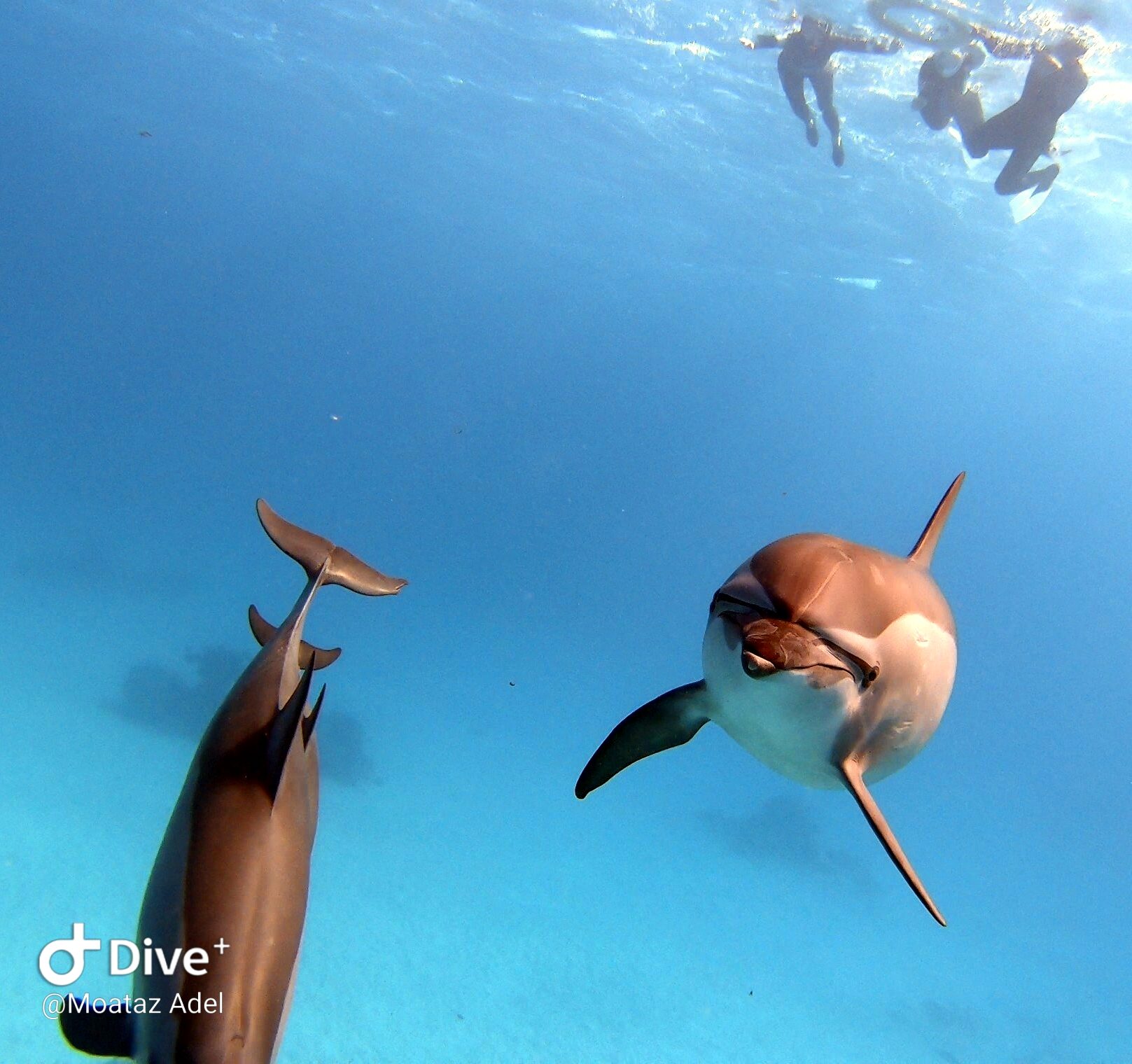 Snorkelers with wild dolphins in the Red Sea