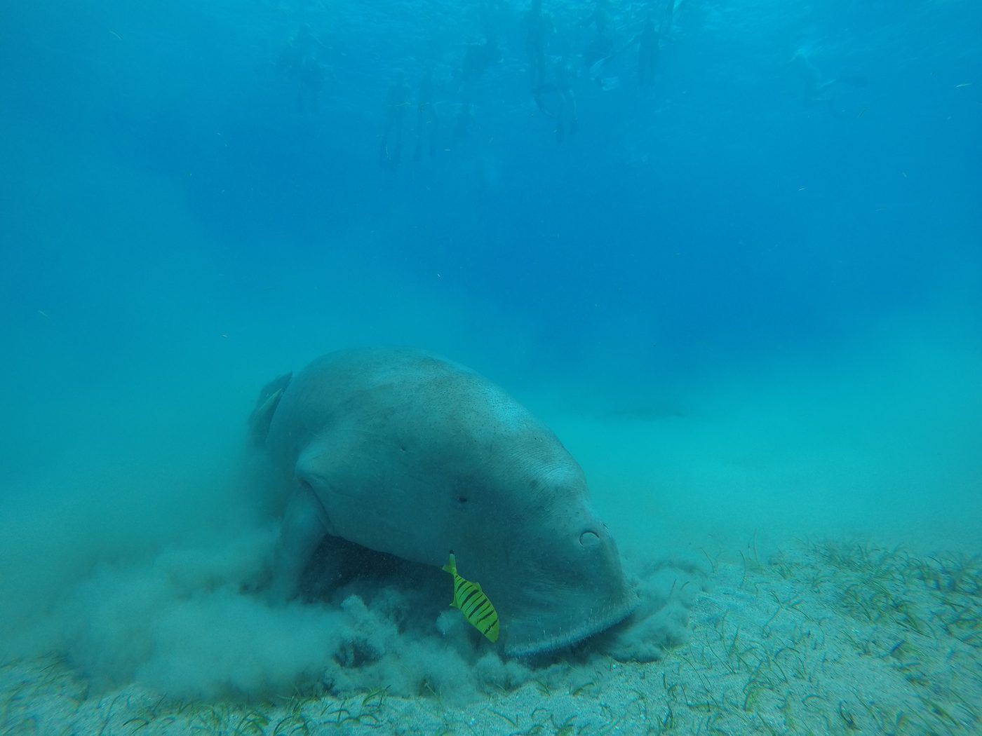 Dugong grazing on seagrass near Marsa Alam