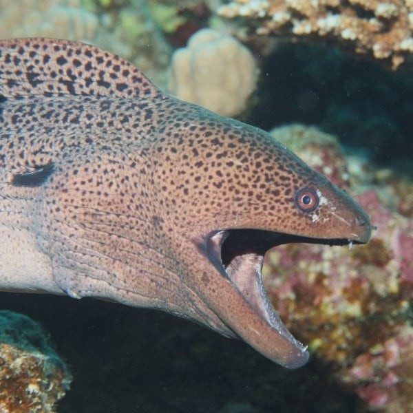 Moray eel peeking out of the reef