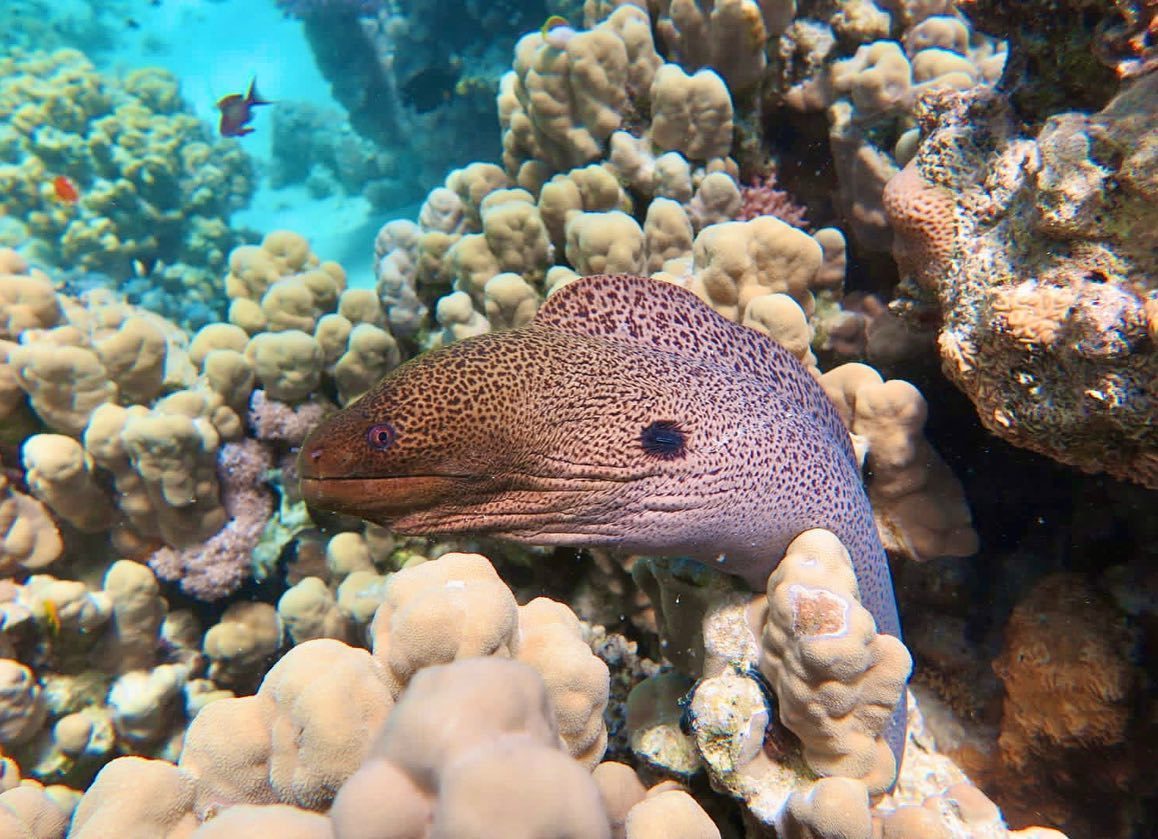 Moray eel peeking out of the reef