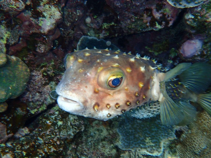 Porcupinefish resting between coral heads