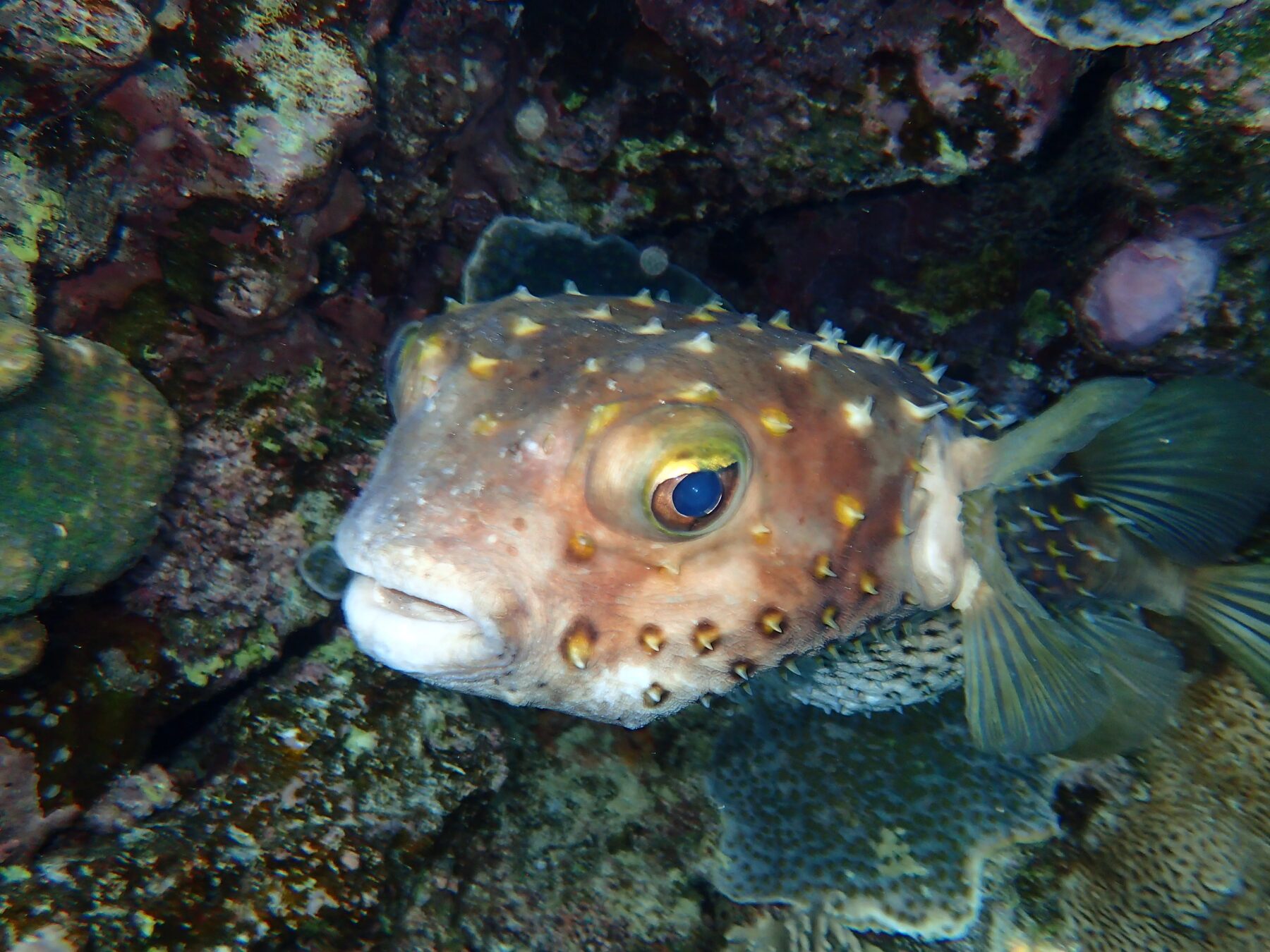 Porcupinefish resting among the coral
