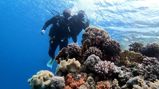 Two divers over a healthy coral reef