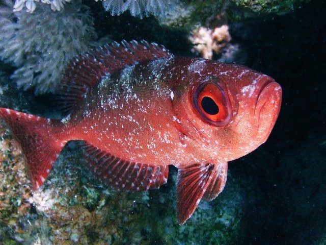 Red squirrelfish resting under a coral ledge