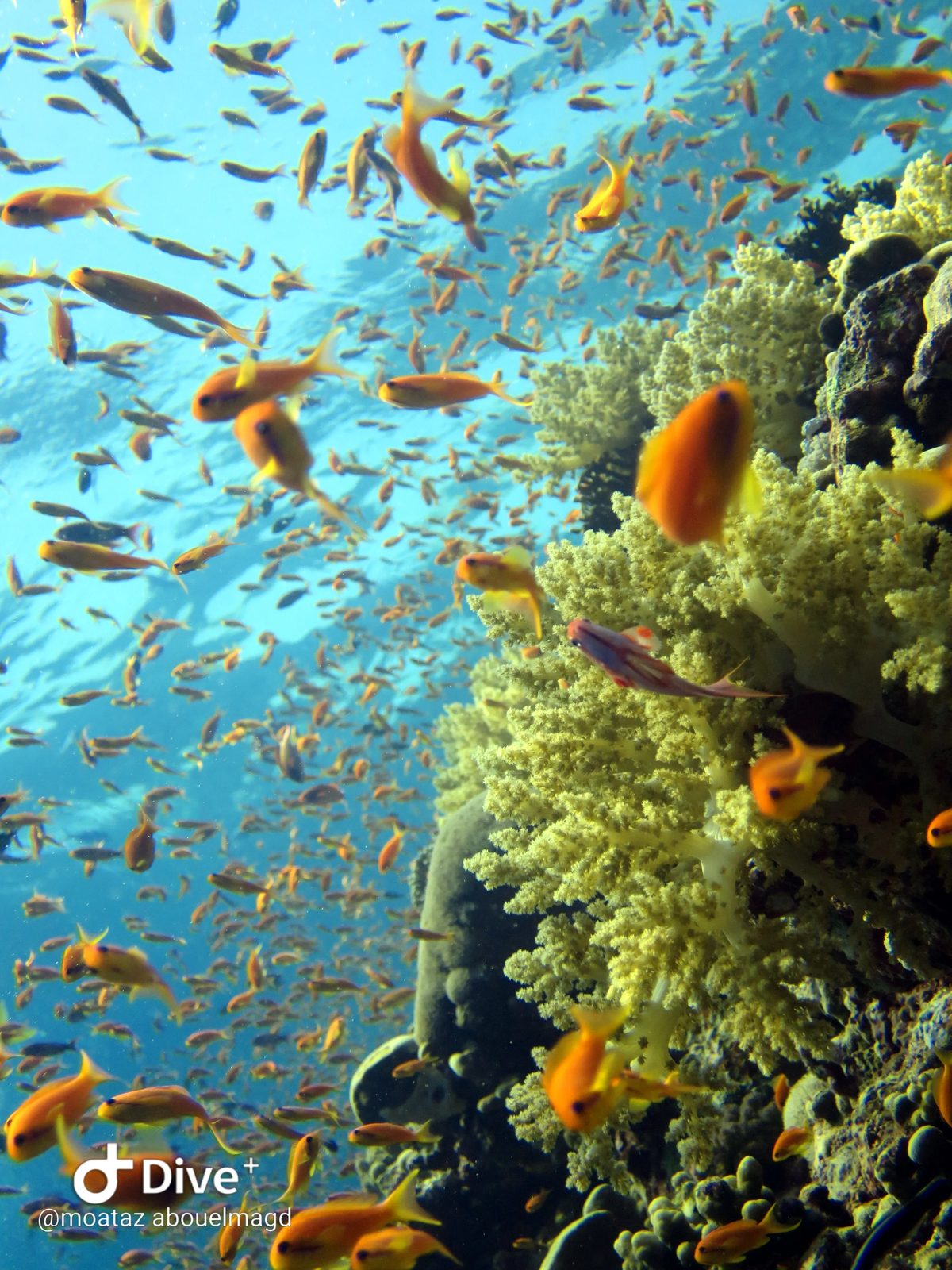 Reef wall crowded with anthias fish and soft coral