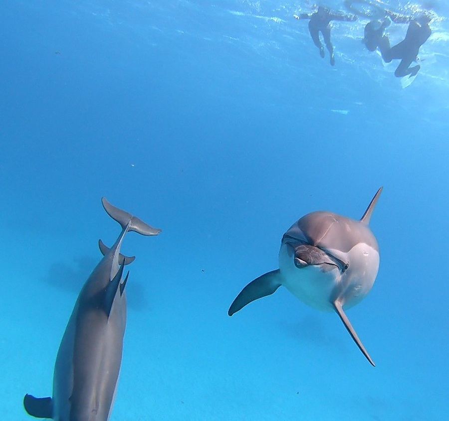 A spinner dolphin turning towards the camera below snorkellers at the surface