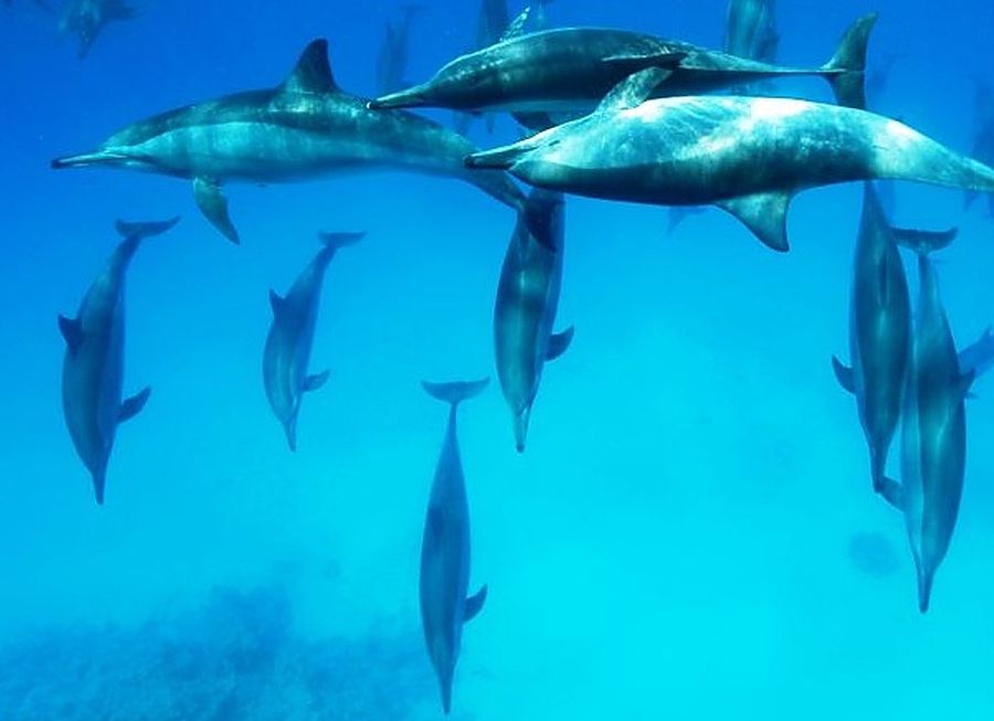 Part of the resident spinner dolphin pod resting in the shallows at Sataya