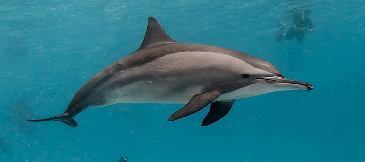 A spinner dolphin gliding through the clear shallow water inside Sataya reef