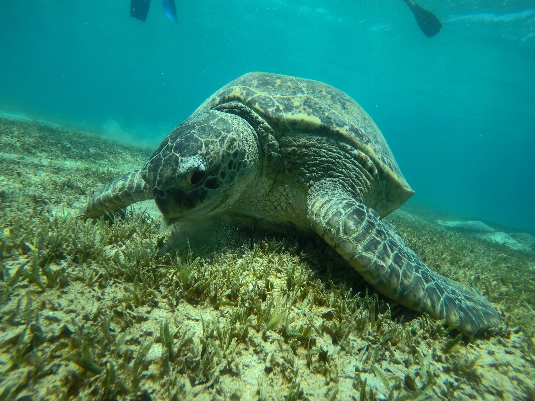 Green sea turtle grazing on seagrass