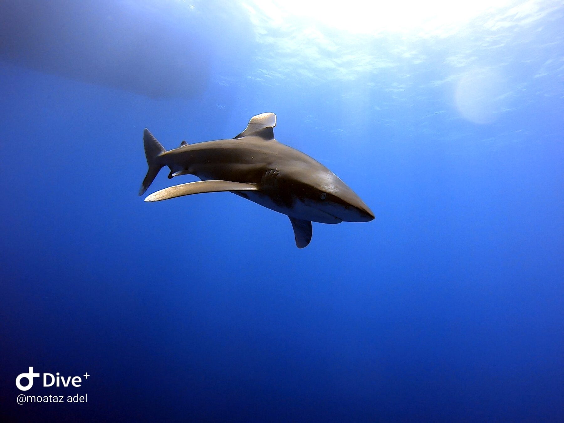 Oceanic whitetip shark cruising the blue at Elphinstone reef