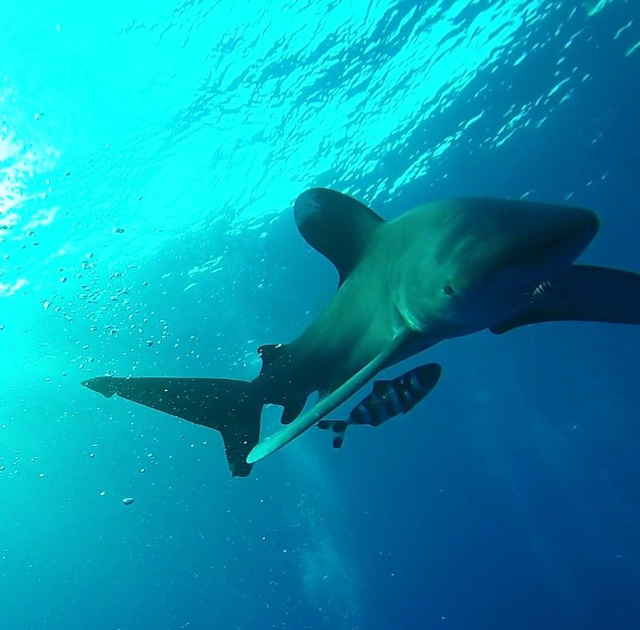 Close encounter with an oceanic whitetip shark in the Red Sea