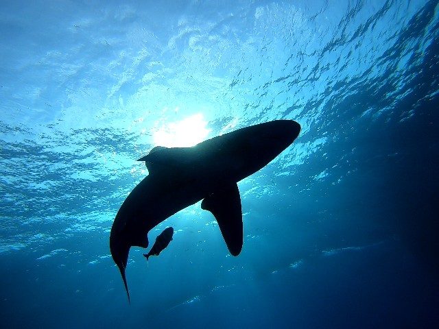 Shark silhouette seen from below near the surface at Elphinstone