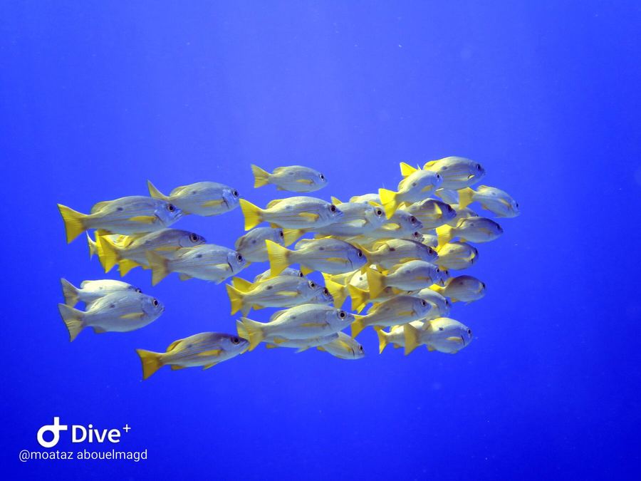 Dense school of snapper in open blue water