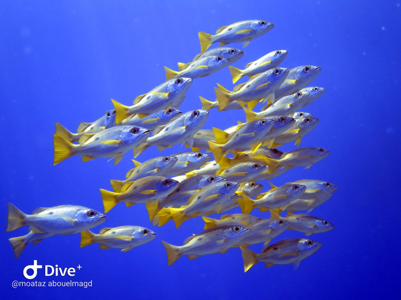 School of snapper fish in blue water