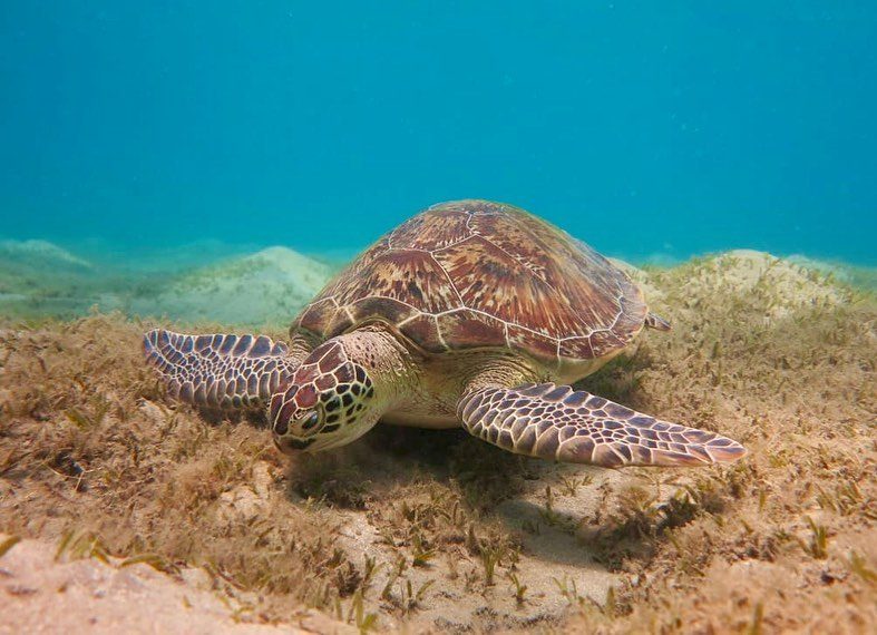 Green turtle resting on a seagrass meadow